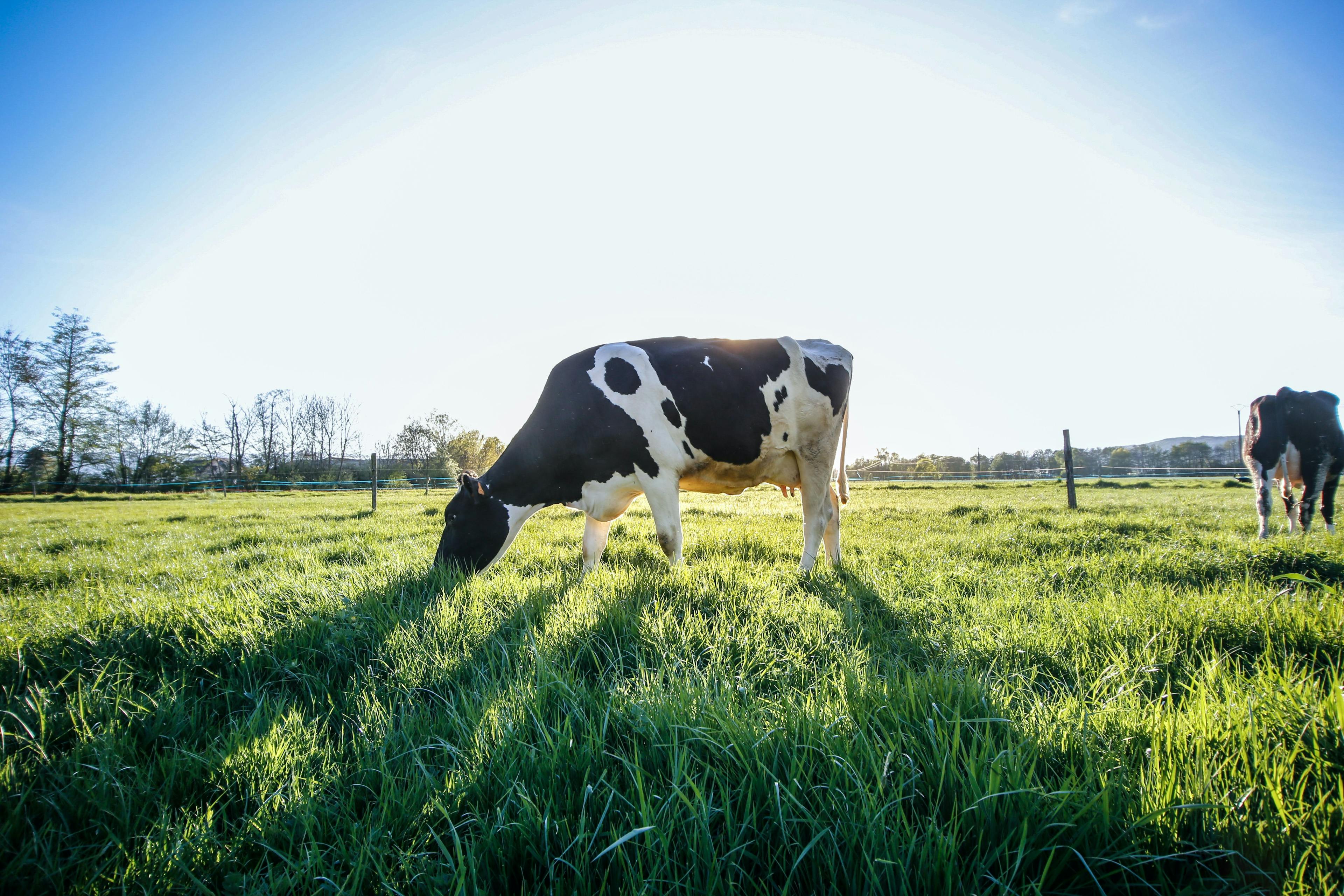 Cow eating grass in a field